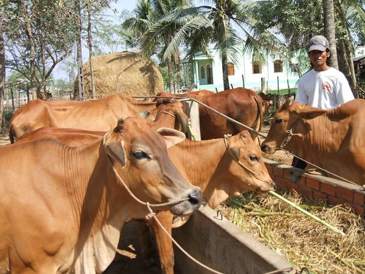 Giải pháp nâng cao năng suất sinh sản cho đàn bò