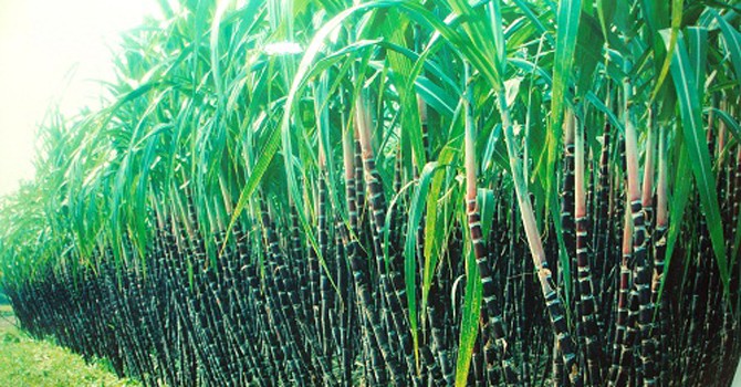BÀO VÒ MÍA SẠCH SẼ TỰ CUNG CẤP MÍA CÂY VÀ BÁN NƯỚC MÍA HỢP VỆ SINH AN TOÀN THỰC PHẨM TẠI NHÀ LÀ CÔNG VIỆC QUÁ DỄ DÀNG/ HƯỚNG DẪN SỬ DỤNG MÁY BÀO VỎ MÍA